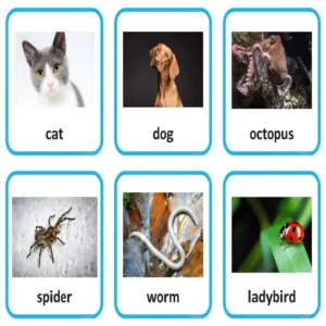The Ultimate Animal Sort | Vertebrate or Invertebrate Photo Cards