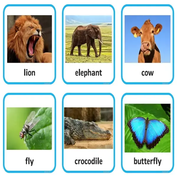 The Ultimate Animal Sort | Vertebrate or Invertebrate Photo Cards - Image 4