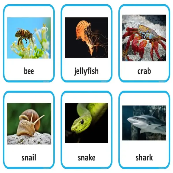 The Ultimate Animal Sort | Vertebrate or Invertebrate Photo Cards - Image 3
